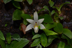 Conchidium braccatum